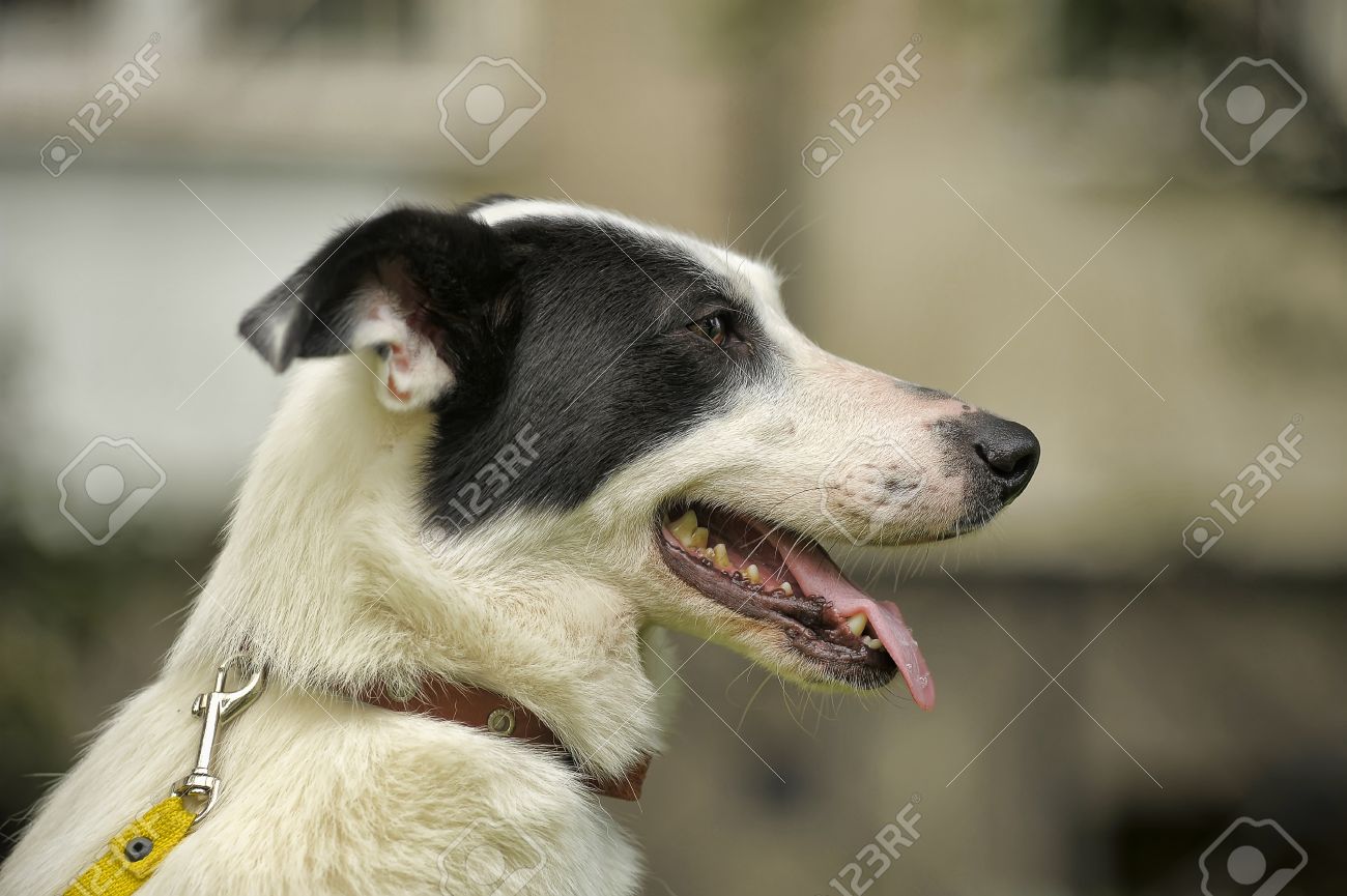 自然に黒い斑点と白い犬 の写真素材 画像素材 Image