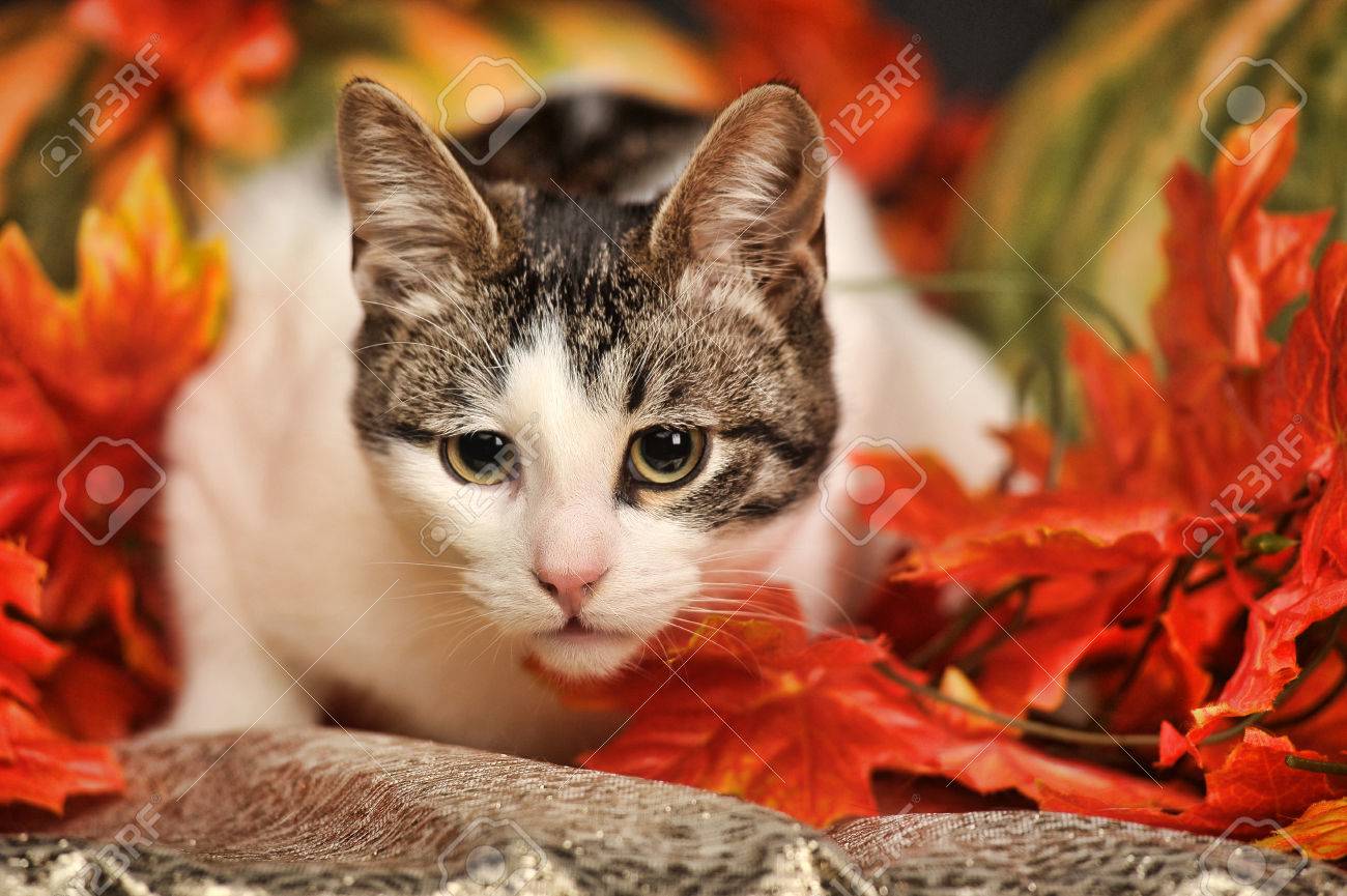 etiam-dictum-ipsum-a-felis