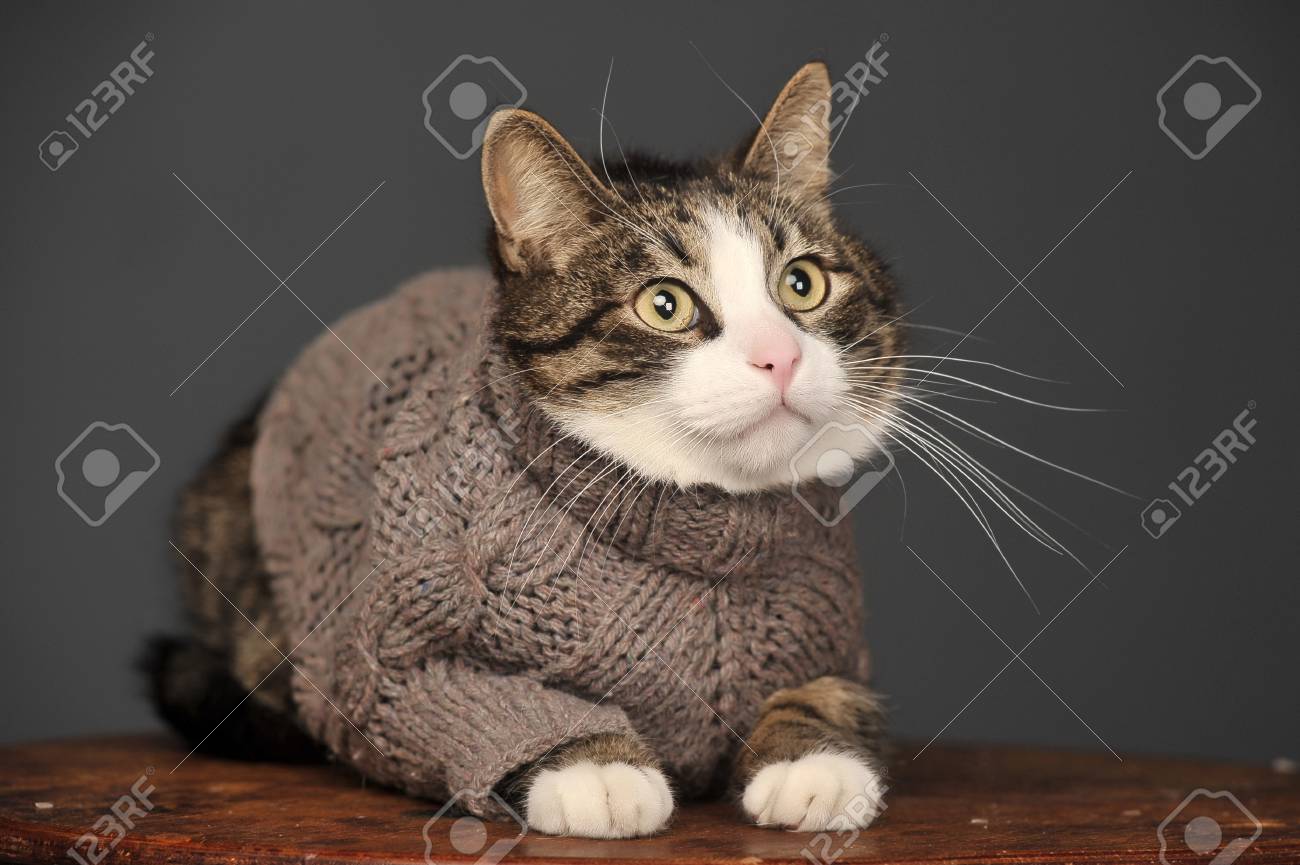 gato con sueter