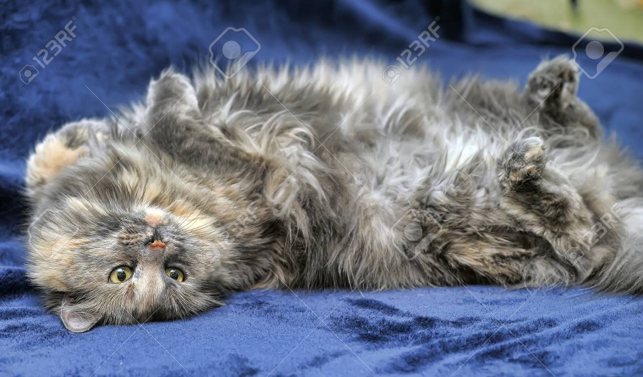 etiam-dictum-ipsum-a-felis