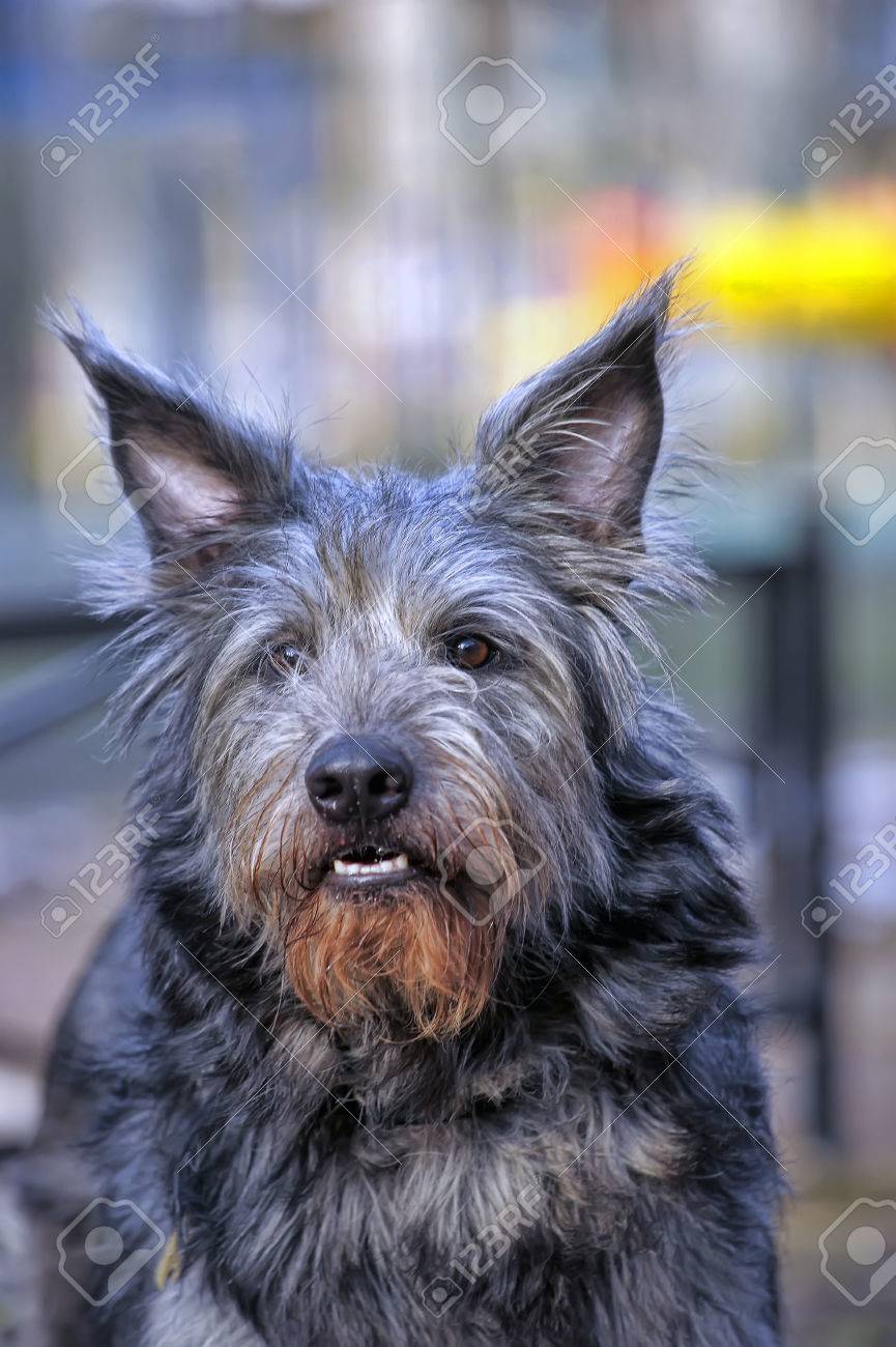 long haired terrier breed