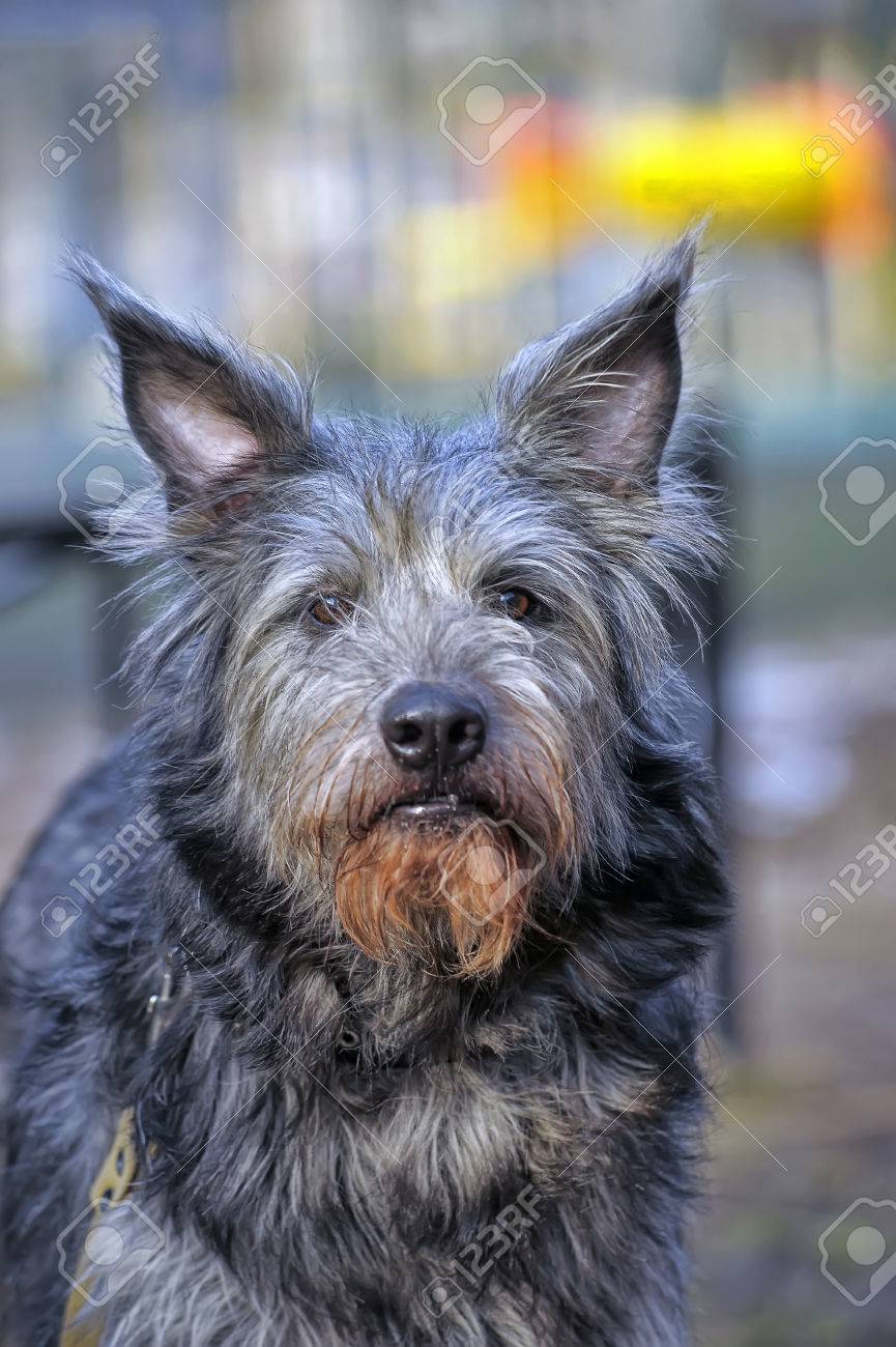 long haired terrier breed