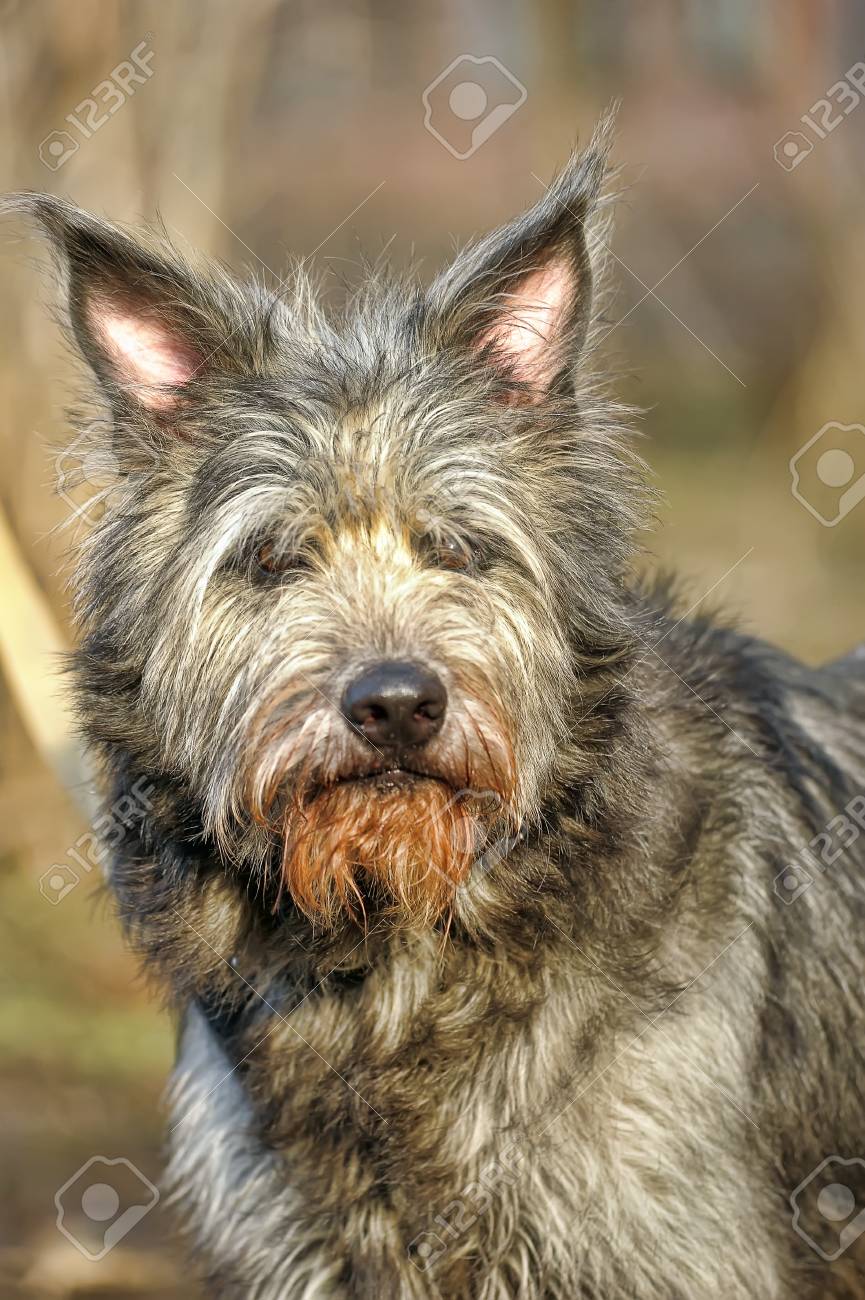 long haired terrier
