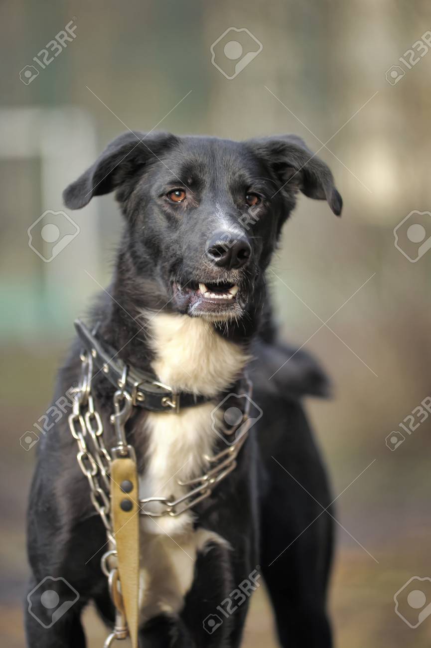 白黒犬ない純血種の犬わんわん歩いていない純血種の雑種 の写真素材 画像素材 Image