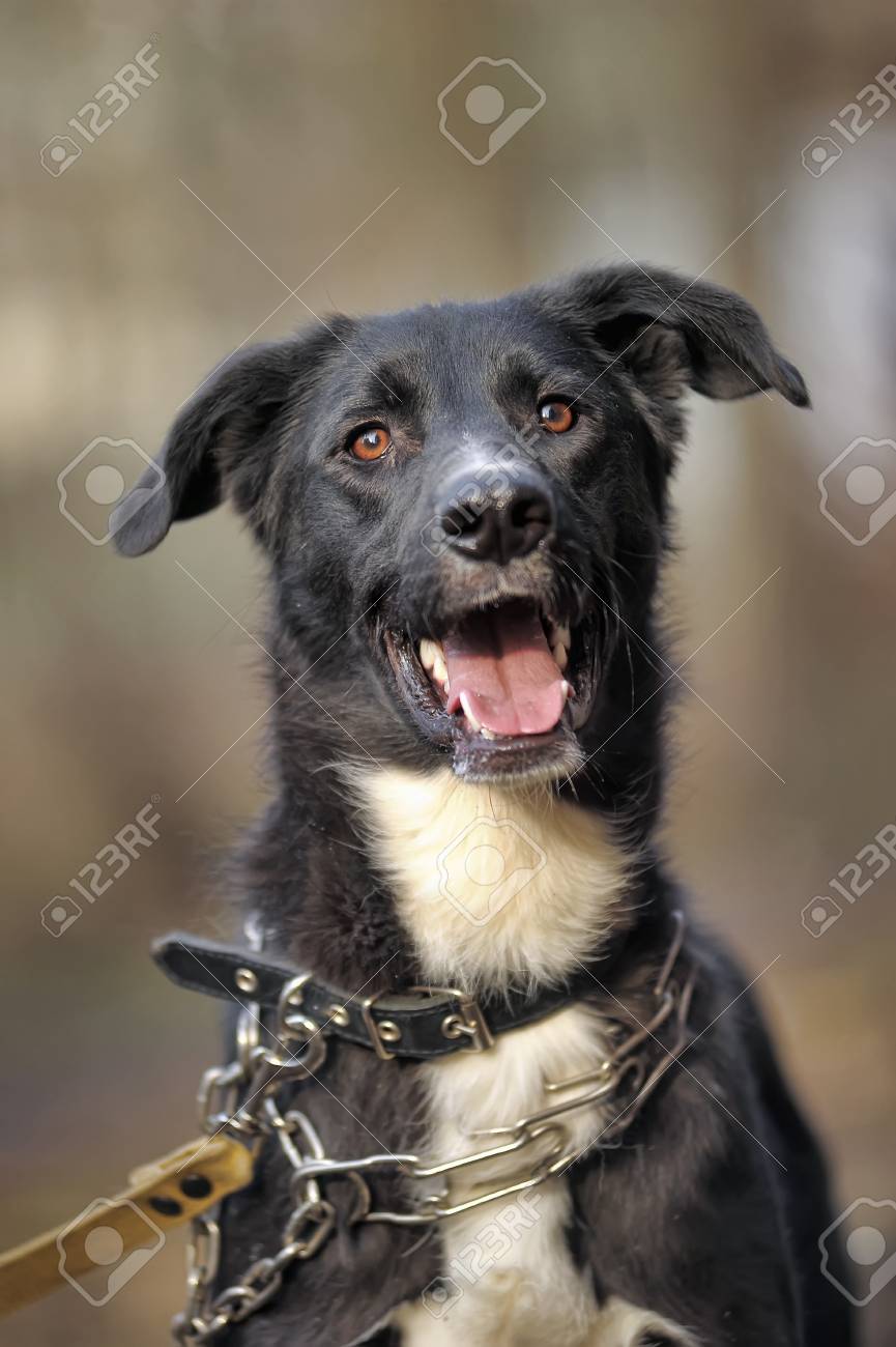 Doggie De Chien Noir Et Blanc Chien De Race Nest Pas Sur Pied Le Bâtard Pas De Race Pure