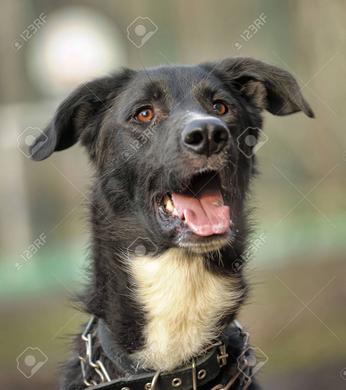 白黒犬ない純血種の犬わんわん歩いていない純血種の雑種 の写真素材 画像素材 Image