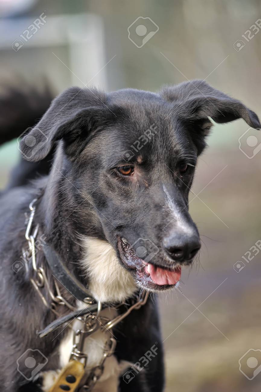 Doggie De Chien Noir Et Blanc Chien De Race Nest Pas Sur Pied Le Bâtard Pas De Race Pure