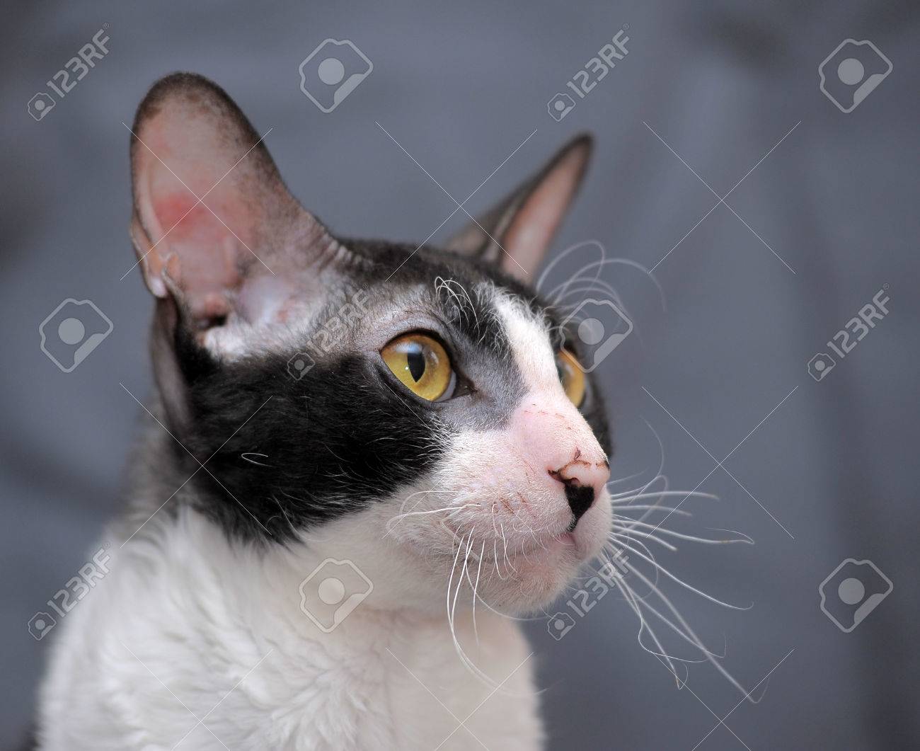Cornish Rex Zdjęcia Royalty Free Obrazki Obrazy Oraz Fotografia