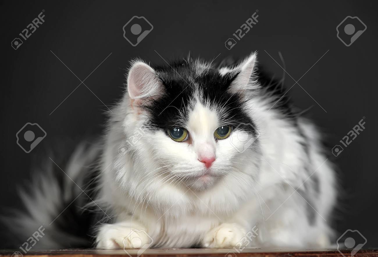 etiam-dictum-ipsum-a-felis