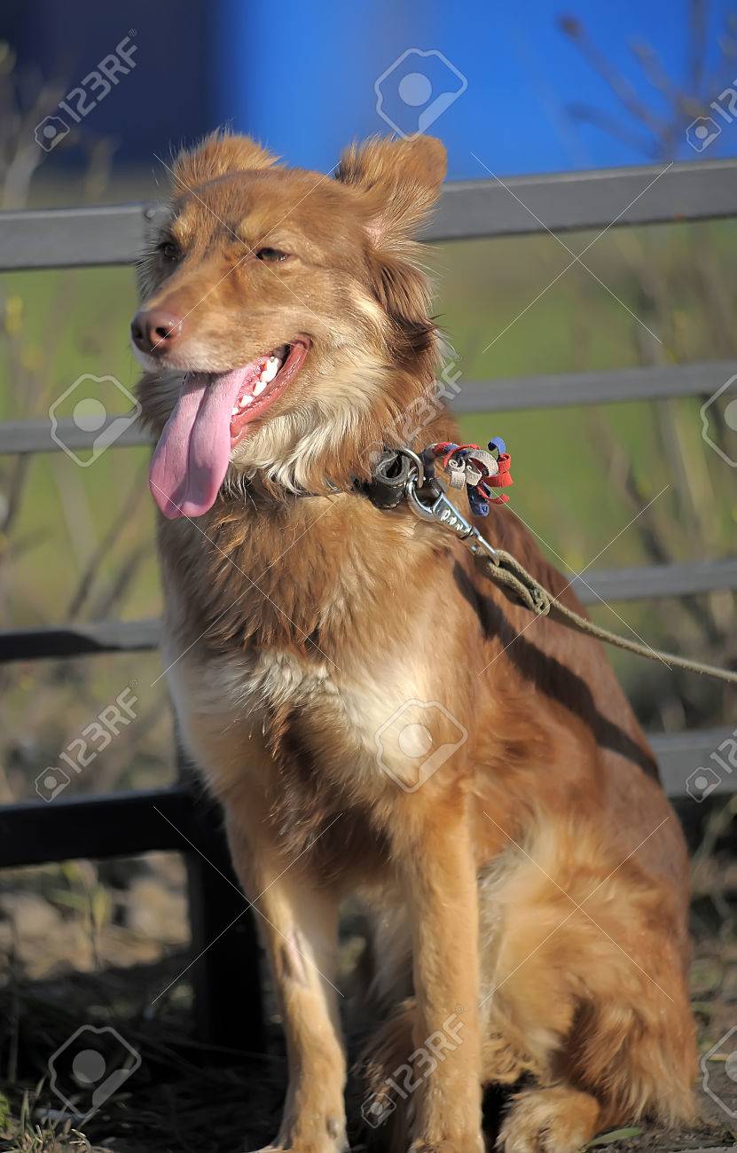 小型の赤髪犬雑種 の写真素材 画像素材 Image