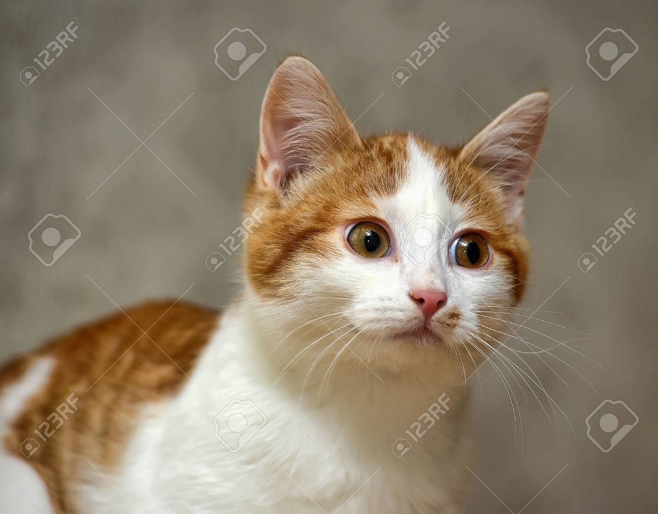 赤い斑点の白猫 の写真素材 画像素材 Image