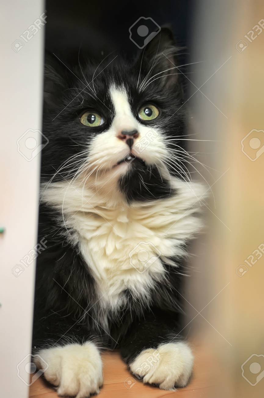 Mignon Chat Noir Et Blanc Banque Dimages Et Photos Libres