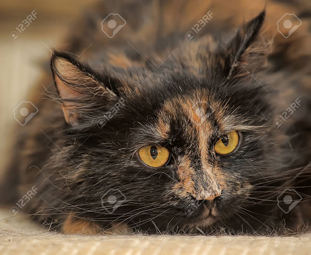 Chat Avec Un Museau En Colere Banque D Images Et Photos Libres De Droits Image