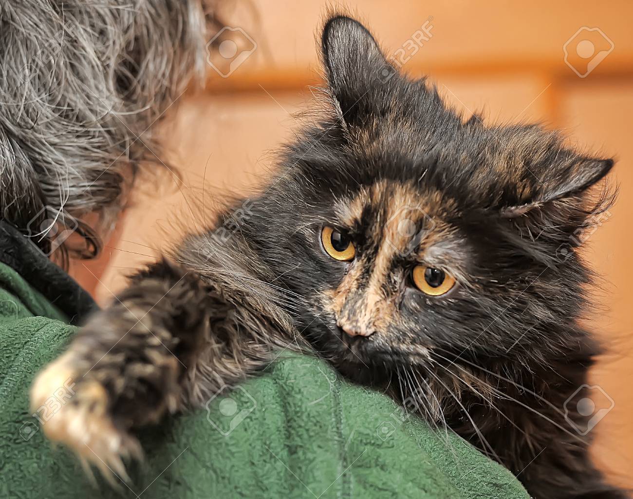 Chat Avec Un Museau En Colere Banque D Images Et Photos Libres De Droits Image