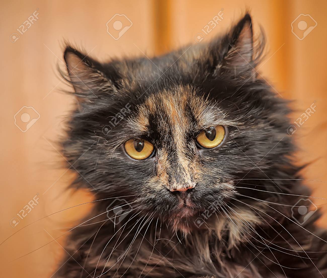 Chat Avec Un Museau En Colere Banque D Images Et Photos Libres De Droits Image