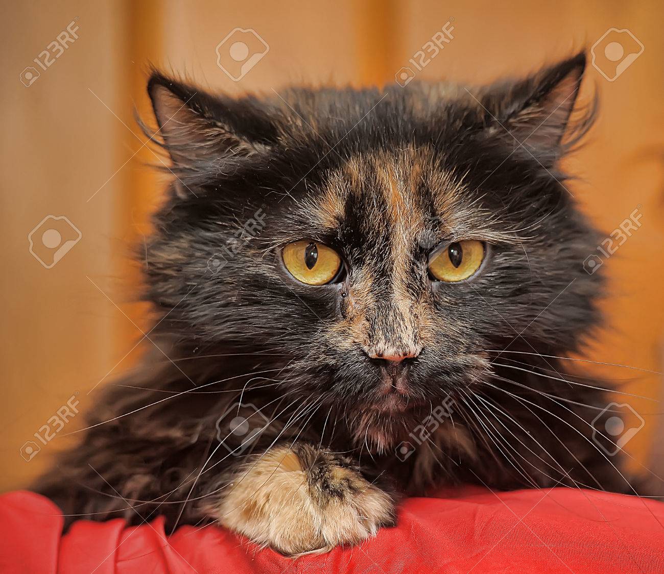 Chat Avec Un Museau En Colere Banque D Images Et Photos Libres De Droits Image