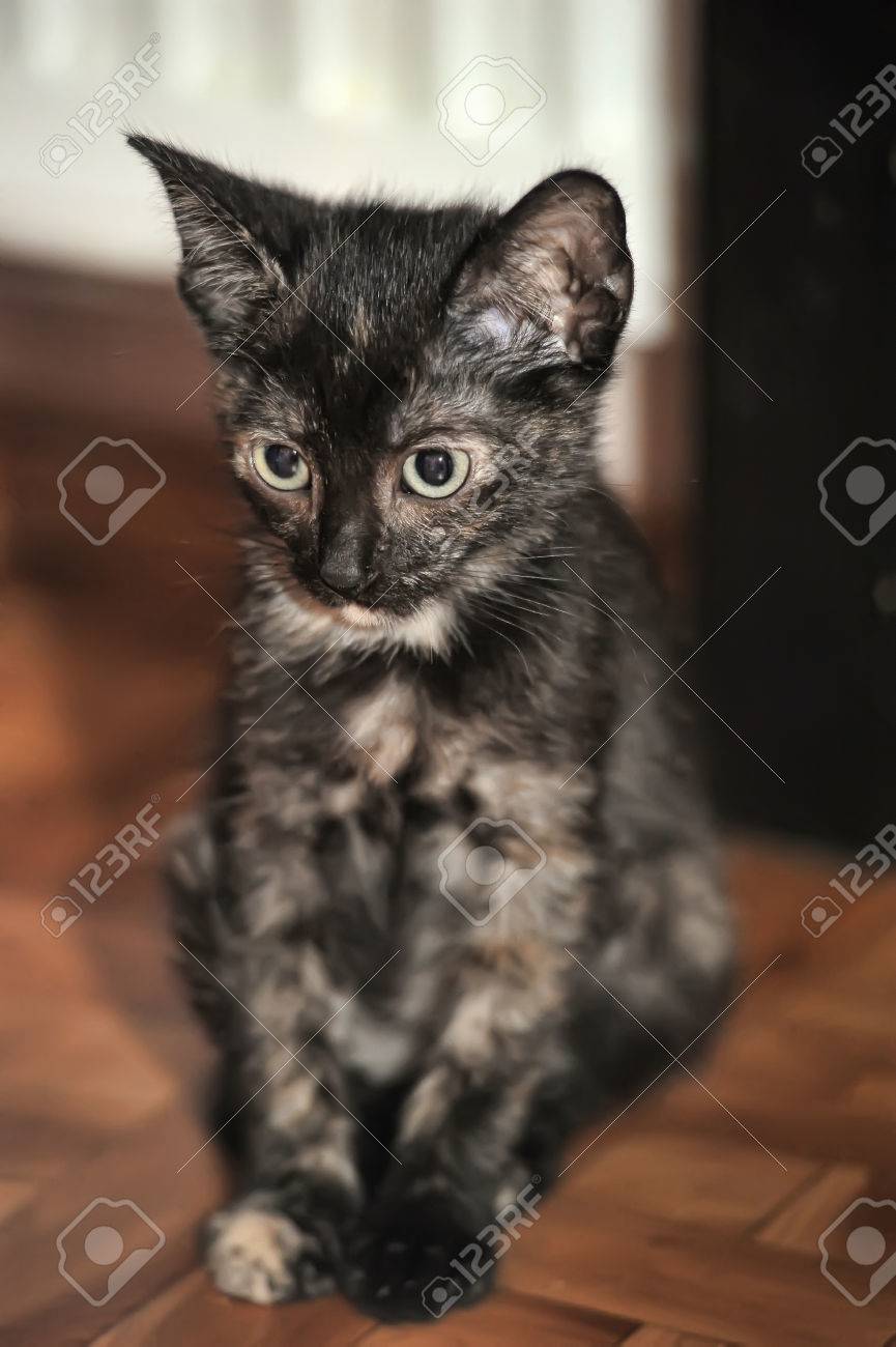 Tortoiseshell Chaton 2 Mois Banque D Images Et Photos Libres De Droits Image