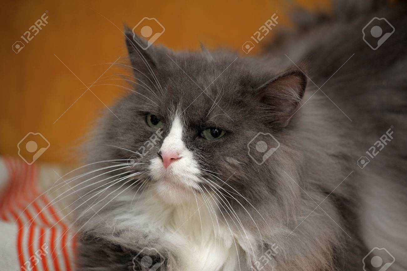 Norvégien Chat Gris Avec Du Blanc