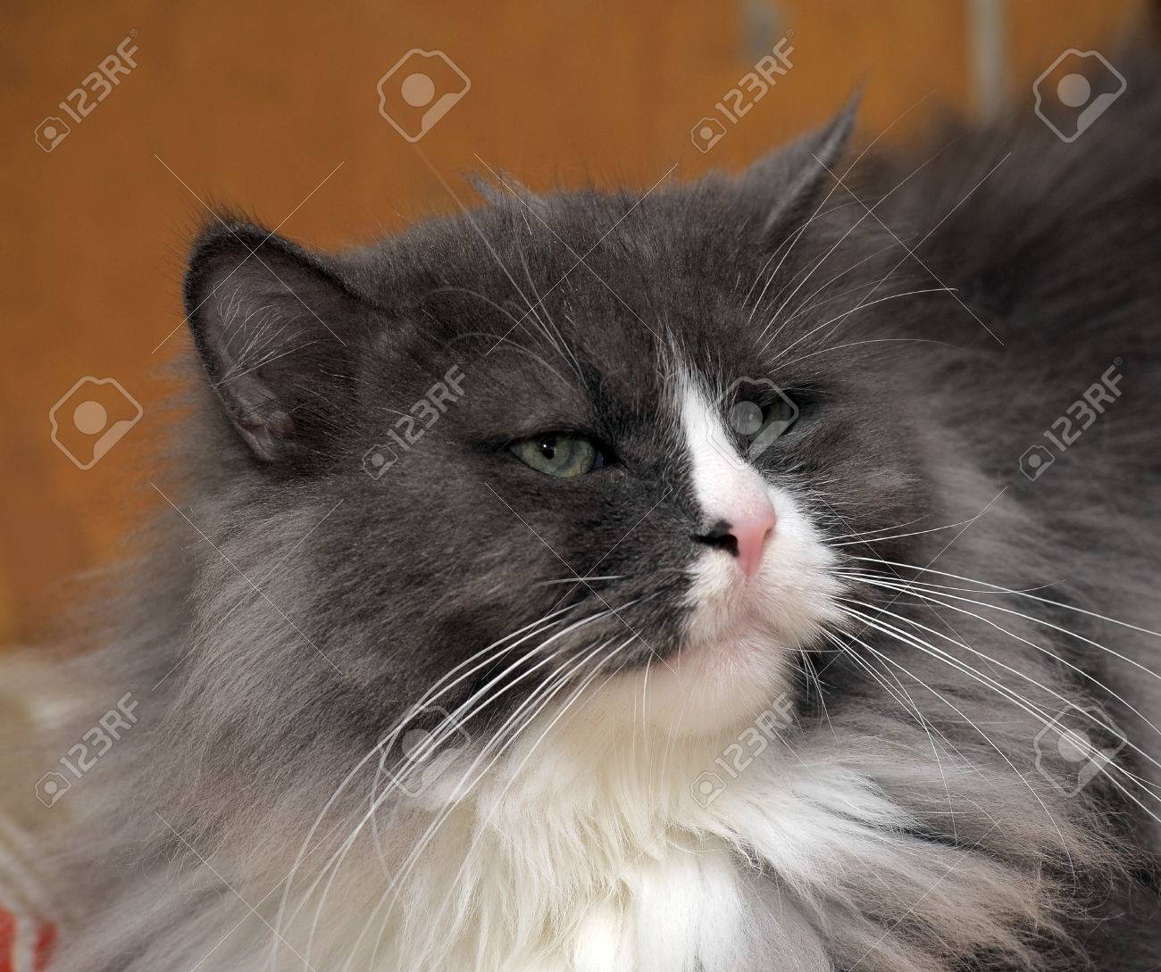 Norvégien Chat Gris Avec Du Blanc