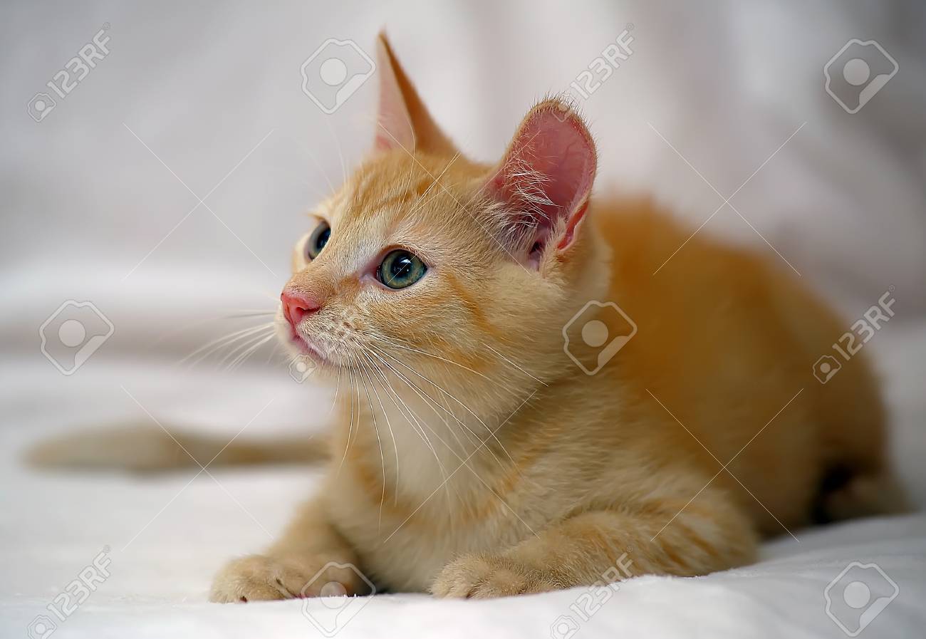 Ginger Kitten European Shorthair Breed Stock Photo Picture And