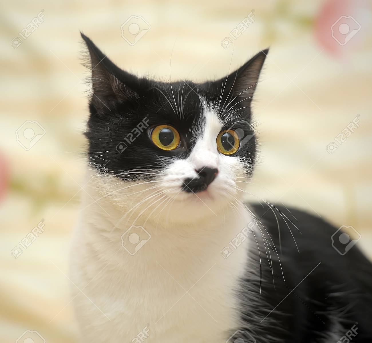 Chat Noir Et Blanc Avec Un Plaisir à Colorier