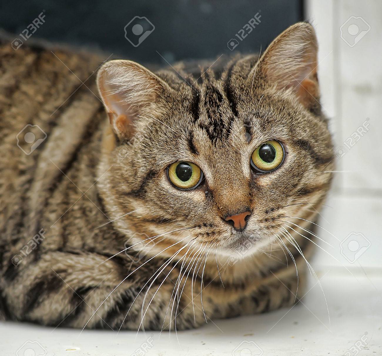 Mignon Chubby Chat Tigre A Poil Court Banque D Images Et Photos Libres De Droits Image