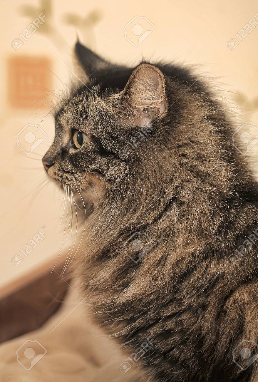 怒っている表情で美しいシベリア茶色の猫 の写真素材 画像素材 Image 怒っている表情で美しいシベリア茶色の猫 の写真素材 画像素材 Image