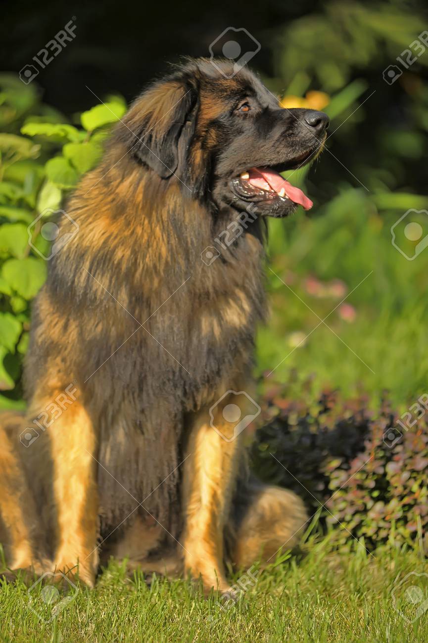 leonberger big dogs