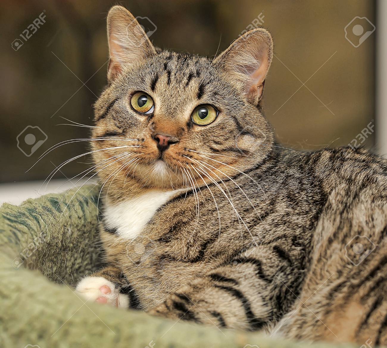 黄色の目でかわいいトラ猫の肖像画 の写真素材 画像素材 Image