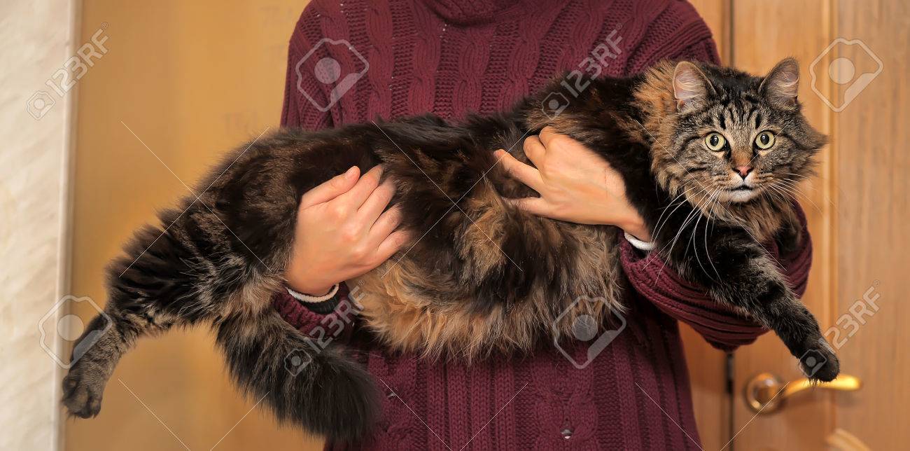big siberian cat
