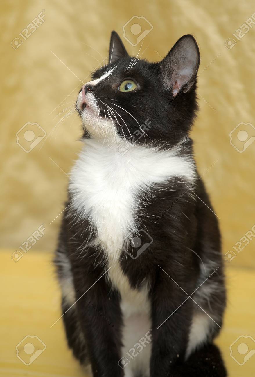 Belle Chat Noir Et Blanc