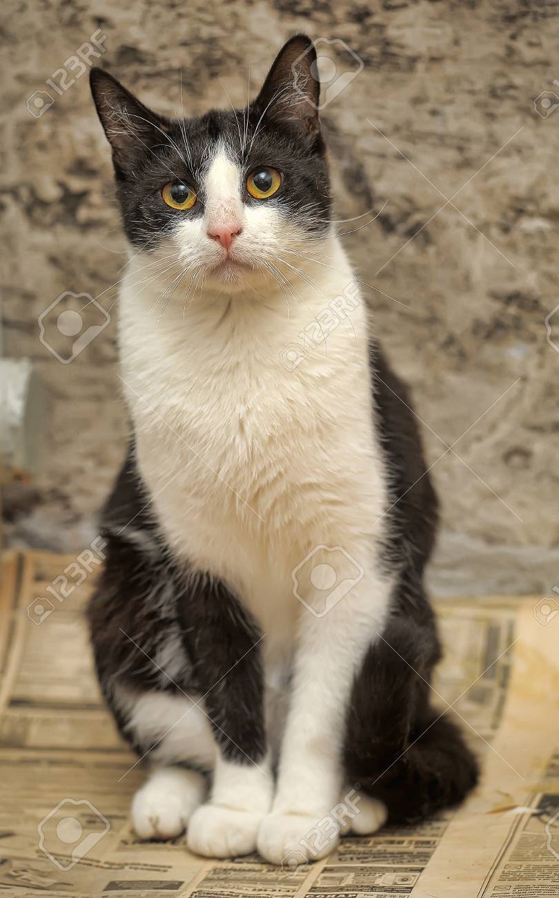 Beau Chat Noir Et Blanc