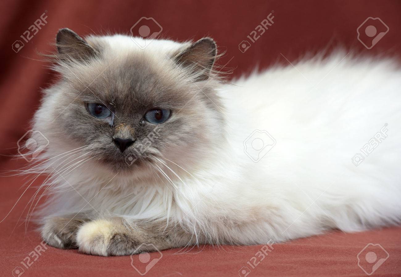 tinker toy himalayan cat