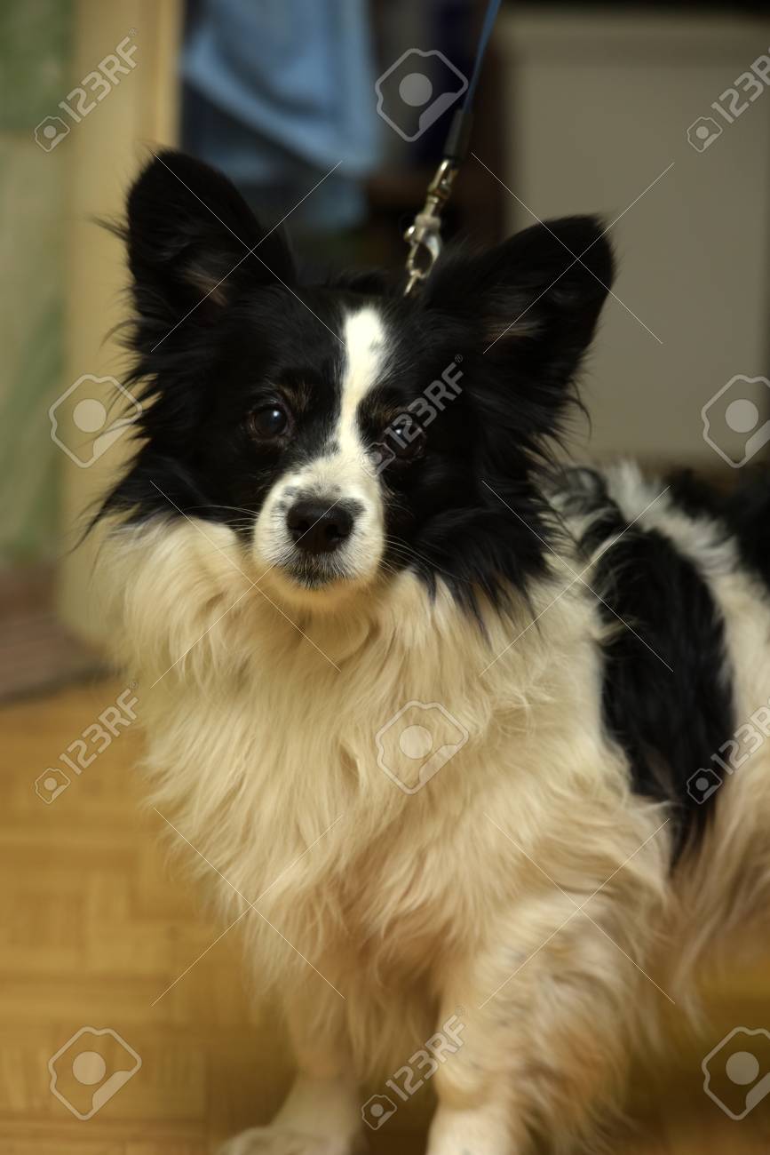 Petit Chien Noir Et Blanc Sur Une Laisse