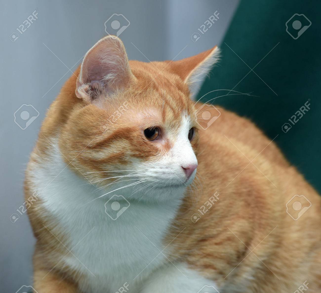 Chat Roux Et Blanc Avec De Petits Yeux Sur Un Fond Vert Fonce Banque D Images Et Photos Libres De Droits Image 3412 Chat Roux Et Blanc Avec De Petits Yeux Sur Un Fond Vert Fonce Banque D Images Et Photos Libres De Droits Image 3412