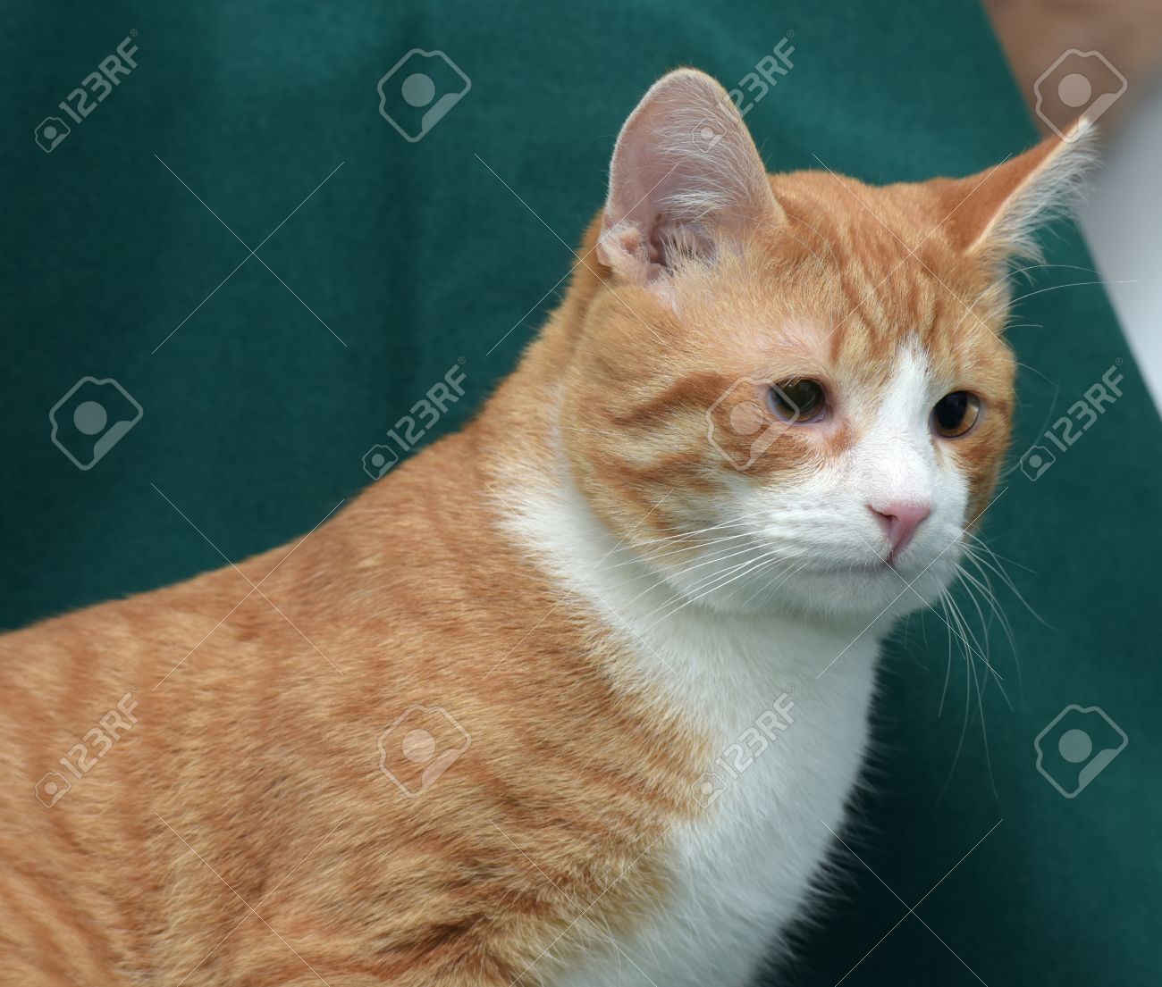 Chat Roux Et Blanc Avec De Petits Yeux Sur Un Fond Vert Fonce Banque D Images Et Photos Libres De Droits Image 3417 Chat Roux Et Blanc Avec De Petits Yeux Sur Un Fond Vert Fonce Banque D Images Et Photos Libres De Droits Image 3417