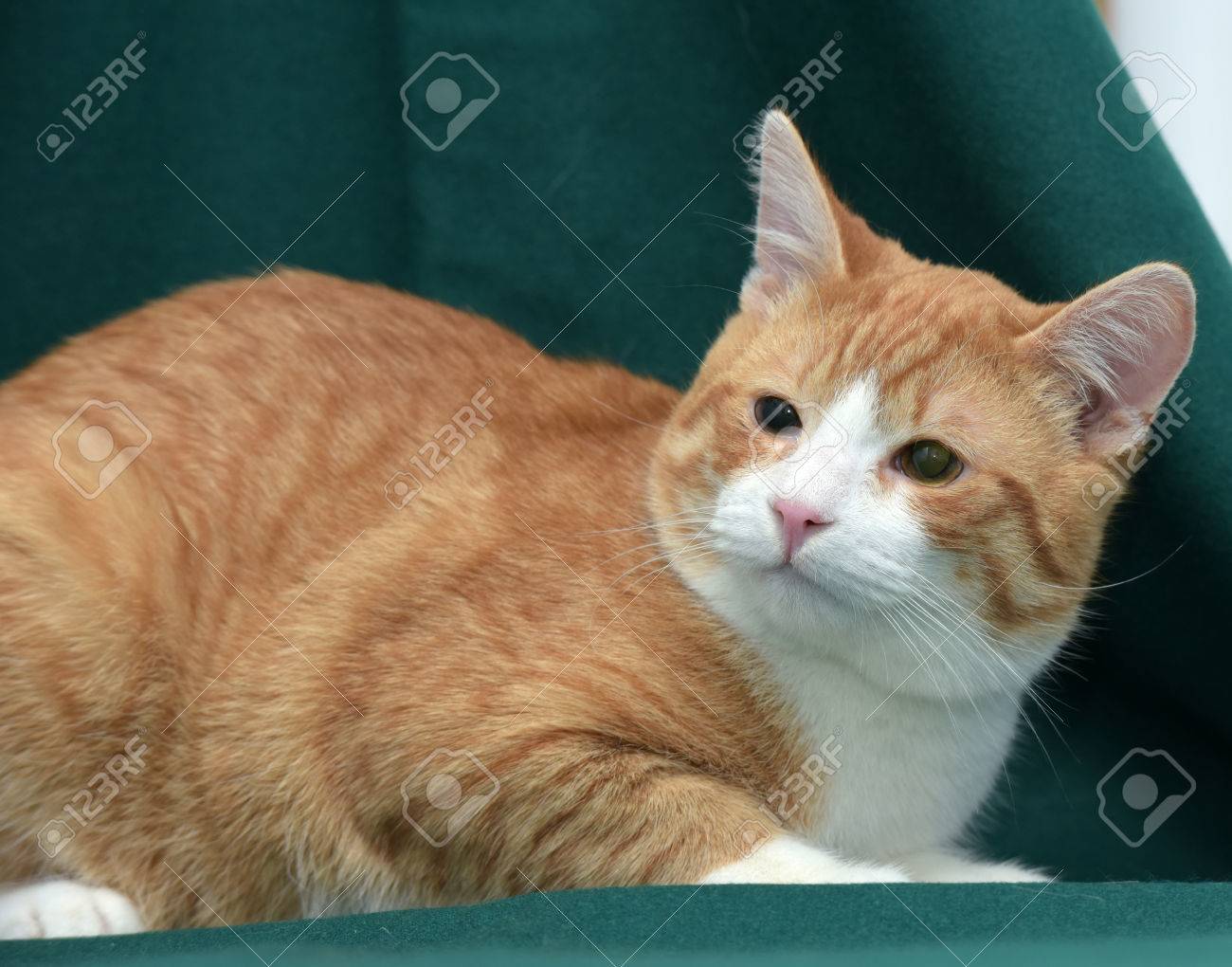 Chat Roux Et Blanc Avec De Petits Yeux Sur Un Fond Vert Fonce Banque D Images Et Photos Libres De Droits Image 3503 Chat Roux Et Blanc Avec De Petits Yeux Sur Un Fond Vert Fonce Banque D Images Et Photos Libres De Droits Image 3503