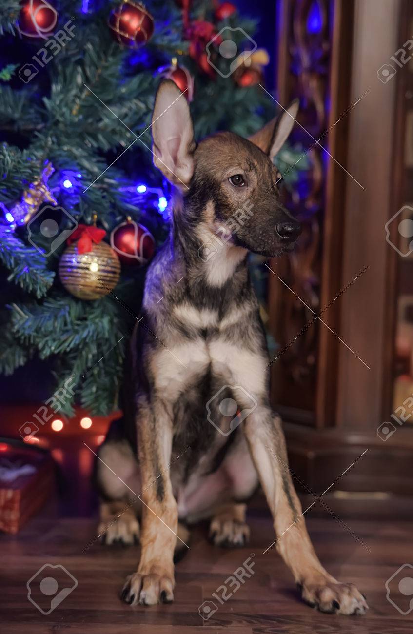 Immagini Stock Simpatico Cane Pastore Cucciolo Incrocio è A Casa