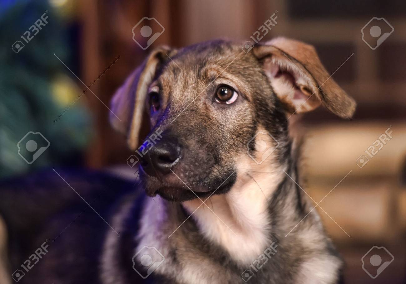 Immagini Stock Simpatico Cane Pastore Cucciolo Incrocio è A Casa