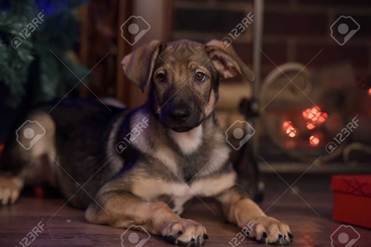 Immagini Stock Simpatico Cane Pastore Cucciolo Incrocio è A Casa