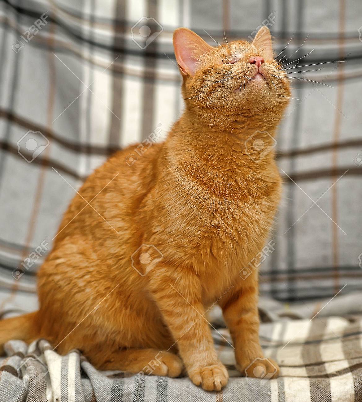 ホストを待っている動物の避難所で視覚障害者の生姜猫。 の写真素材 