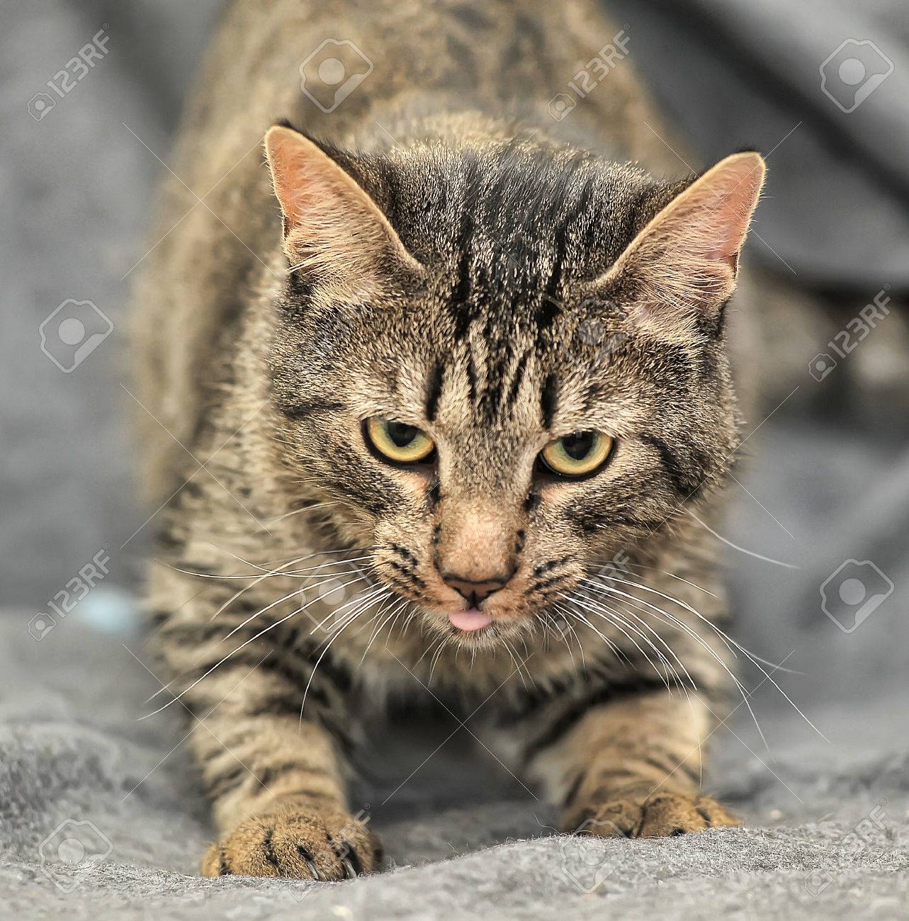 brown tabby european shorthair cat on gray background stock photo