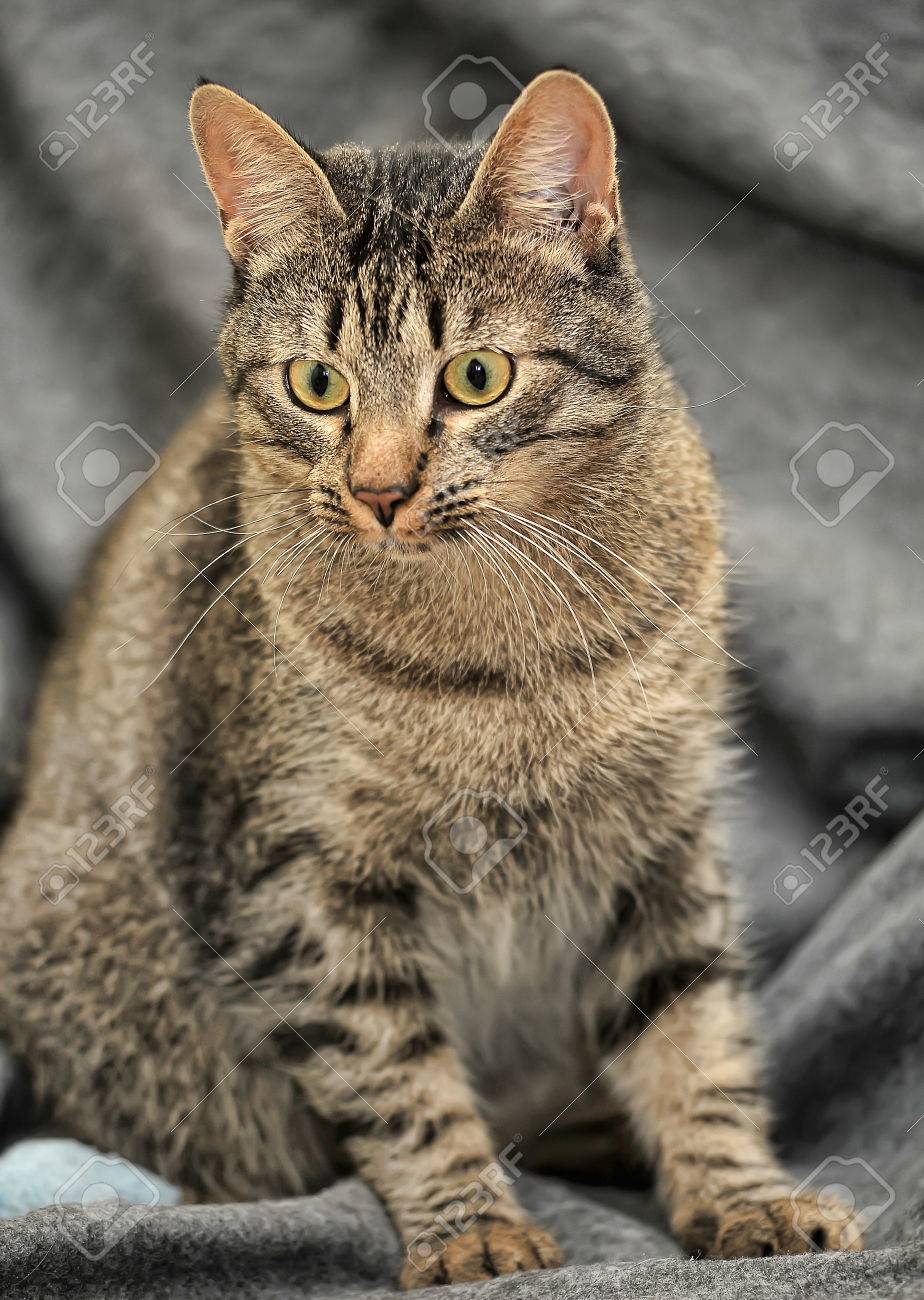 Brown Tabby Long Haired Grey Tabby Cat Cats Breed Big Domestic Cat