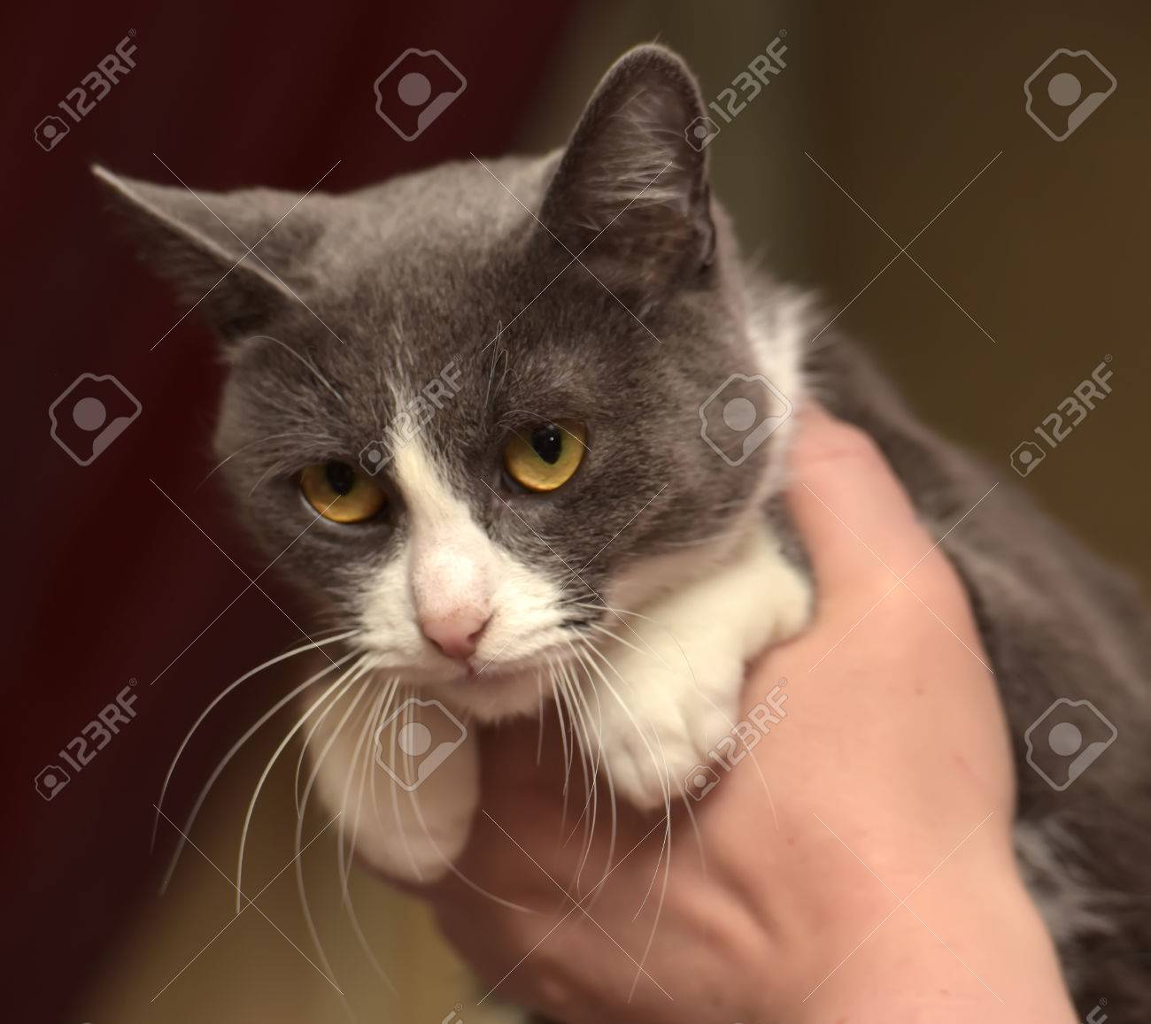 Gray And White Shorthair Cat Half Breed Russian Blue In Her Arms