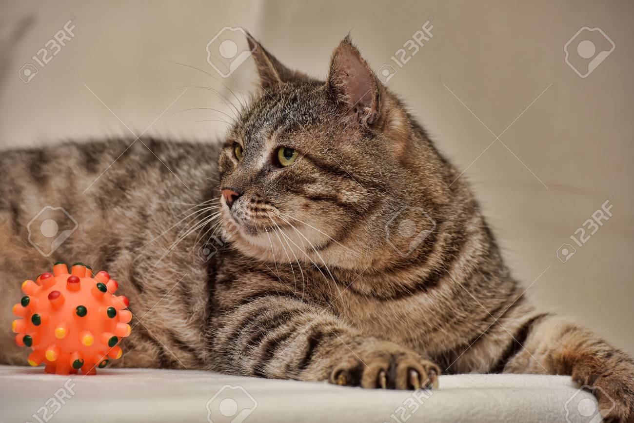 Fat Tabby Cat European Shorthair Stock Photo Picture And Royalty