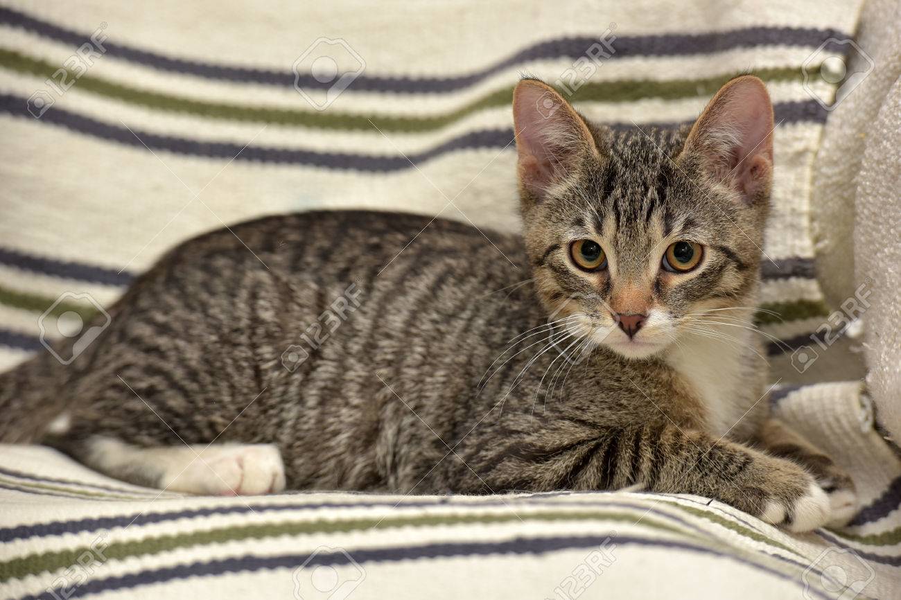 tiny teen tabby Tiny teen tabby