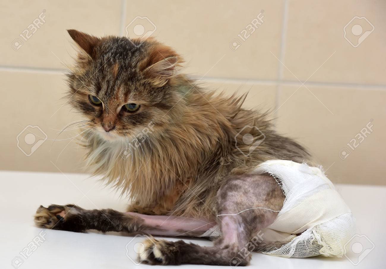 おむつに彼 1 つの手足麻痺を起こす 背骨のけがに苦しんで病気の猫 の写真素材 画像素材 Image
