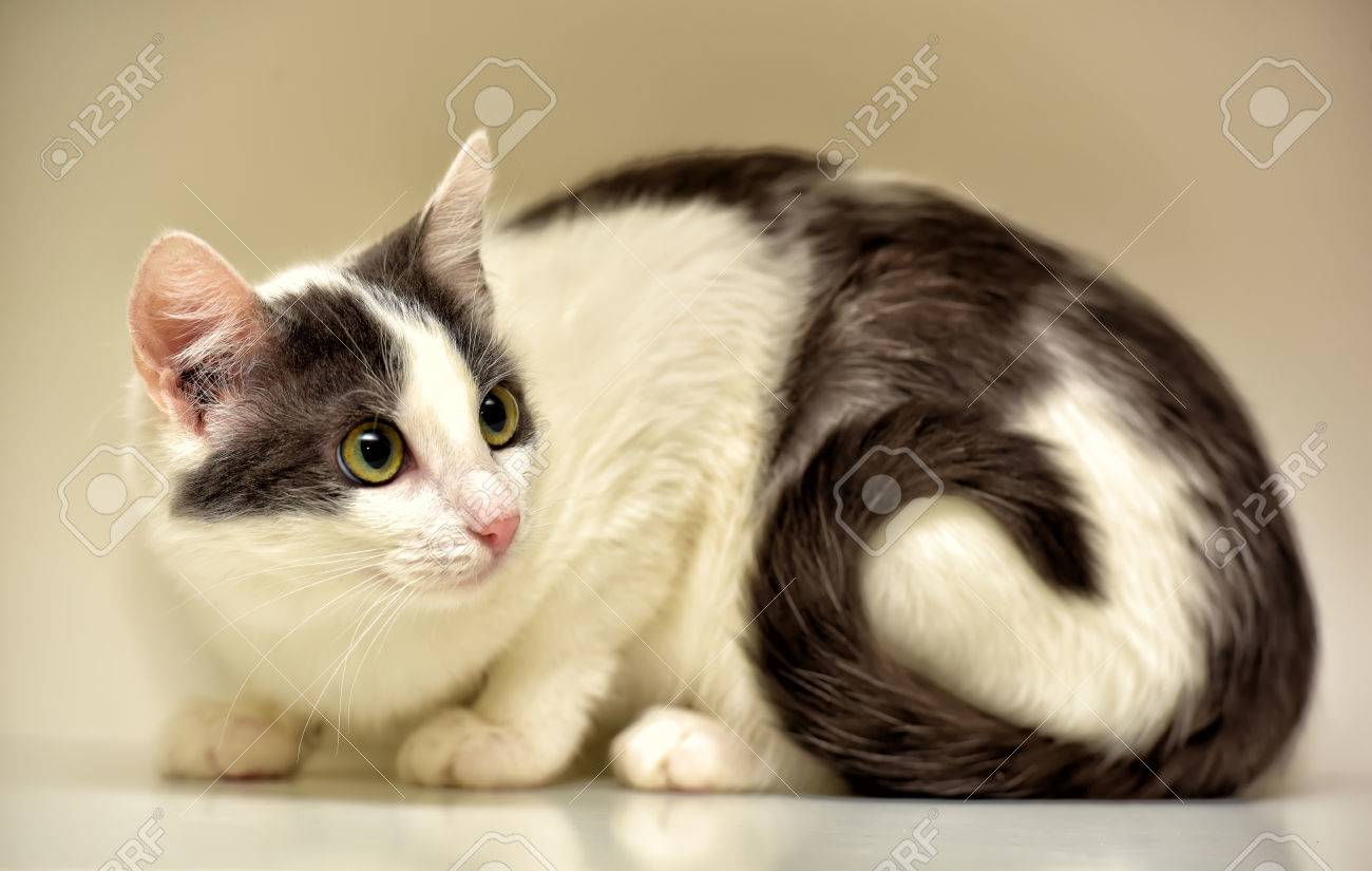 Blanc Et Gris Chat Européen à Poil Court