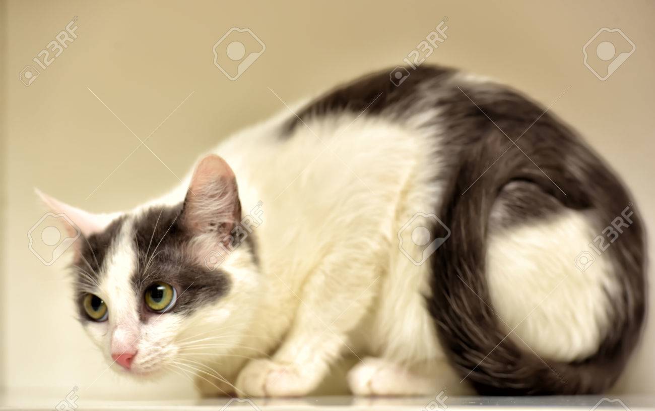 Blanc Et Gris Chat Europeen A Poil Court Banque D Images Et Photos Libres De Droits Image 5793