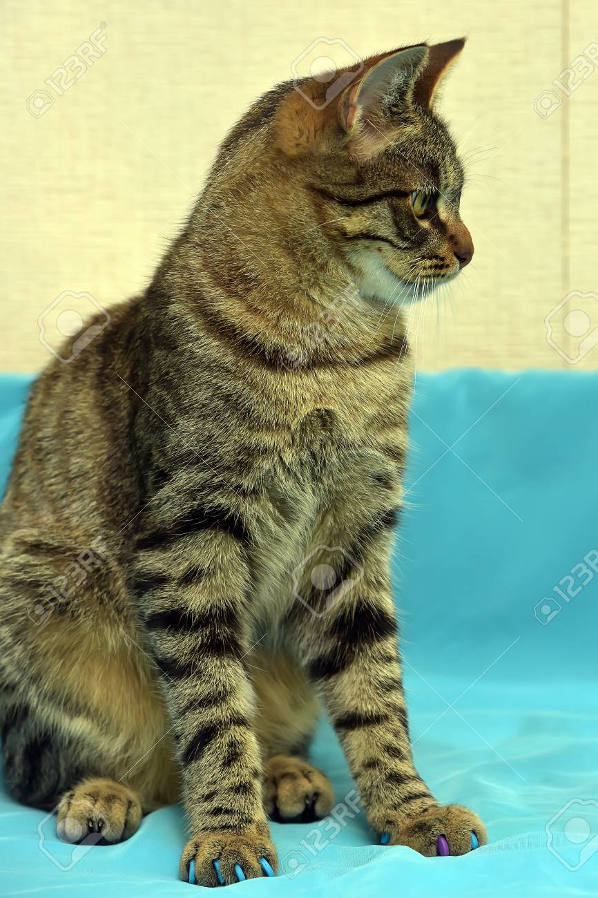 Charming Striped European Shorthair Cat Stock Photo Picture And